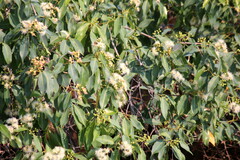Syzygium