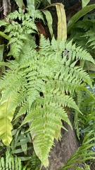 Davallia solida