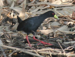 Zapornia flavirostra