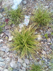 Carex secalina