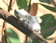 Chiromantis xerampelina