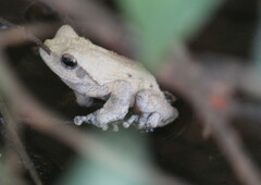 Chiromantis xerampelina