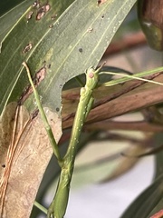 Anchiale austrotessulata