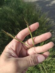 Dichanthium aristatum