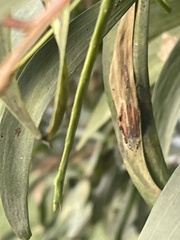 Anchiale austrotessulata