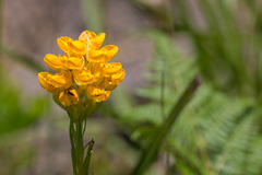 Ceratandra grandiflora