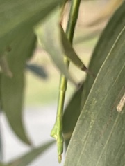 Anchiale austrotessulata