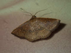 Striglina