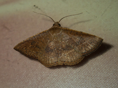 Striglina