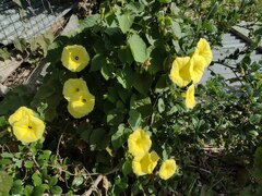 Ipomoea ochracea