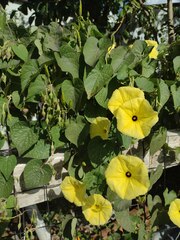 Ipomoea ochracea