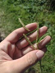 Paspalum fimbriatum