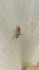 Bactrocera