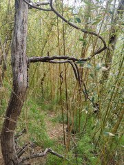 Phyllostachys