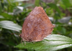 Arhopala centaurus