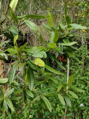 Pimenta dioica