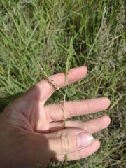 Dichanthium aristatum