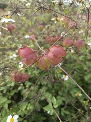 Cardiospermum corindum