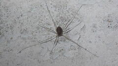 Opilio saxatilis