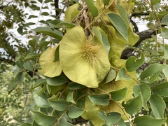 Pterocarpus angolensis