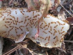 Crematogaster osakensis