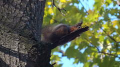 Sciurus vulgaris