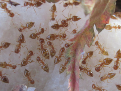 Crematogaster osakensis