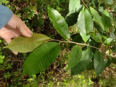 Chrysophyllum oliviforme