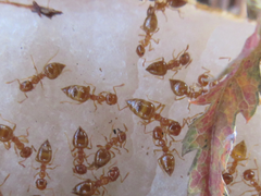 Crematogaster osakensis