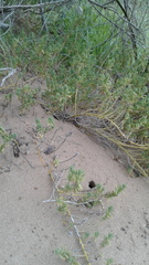 Enchylaena tomentosa