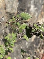 Hermannia floribunda
