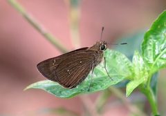 Pelopidas conjuncta
