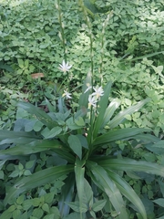 Chlorophytum comosum