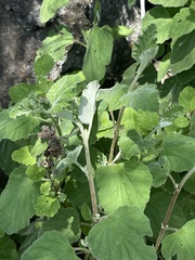 Hermannia floribunda