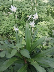 Chlorophytum comosum