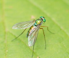 Dolichopodidae
