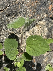 Hermannia floribunda