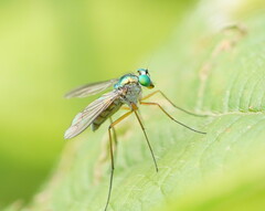 Dolichopodidae
