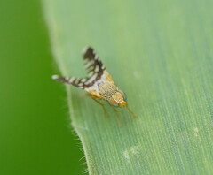 Spathulina acroleuca