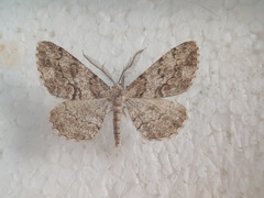 Peribatodes secundaria