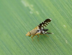 Spathulina acroleuca