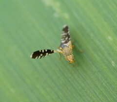 Spathulina acroleuca