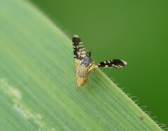 Spathulina acroleuca