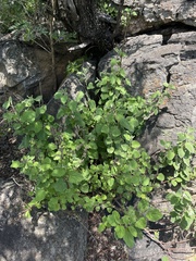 Hermannia floribunda