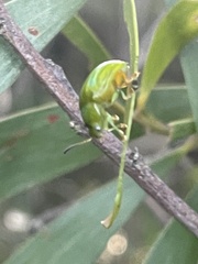 Calomela pallida