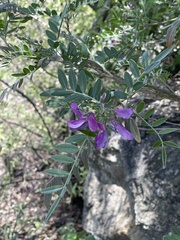 Mundulea sericea