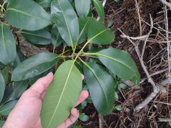 Ficus rubiginosa