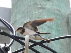 Hirundo rustica