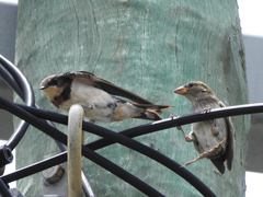 Hirundo rustica