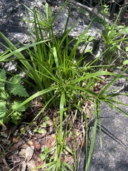 Cyperus leptocladus